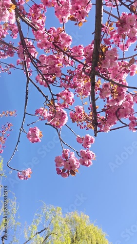 Pink Cherry Blossoms on Branch Against Clear Blue Sky in Boston Public Garden