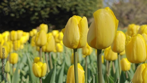 Close Up of Spring Garden Yellow Tulips Close Up in Warm Natural Light