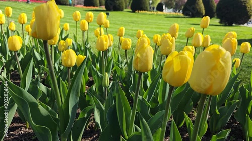 Yellow Tulips Blooming in Boston Garden with Soft Background