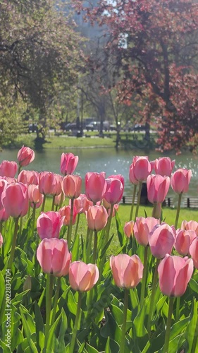 Pastel Pink Tulip Garden by Lakeside with Sunlit Spring Greens