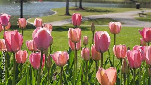 Spring Pink Tulip Garden in Boston Park with Lakeside Path