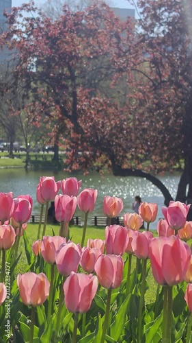 Pink Tulips Blooming in Boston Park by Pond on Sunny Spring Day