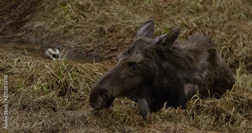 Closeup of wild Moose eating