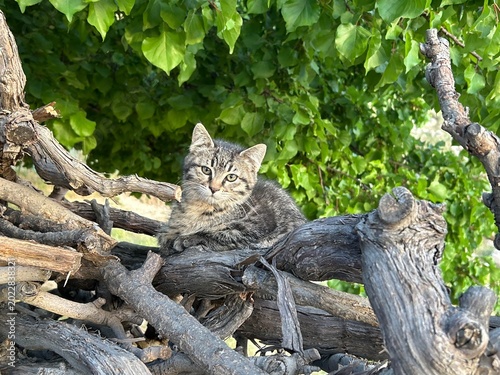 Slika na platnu kitten sits on cut tree branches under a shady tree