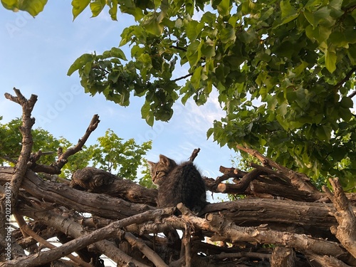 Картината върху платно kitten sits on cut tree branches under a shady tree