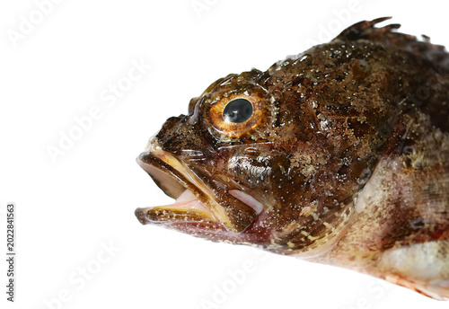 Bild auf Leinwand Close up scorpaena scrofa, red scorpionfish, bigscale scorpionfish, isolated on