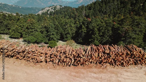 Stacked pine logs at a mountain forest edge during logging season in rural Greece