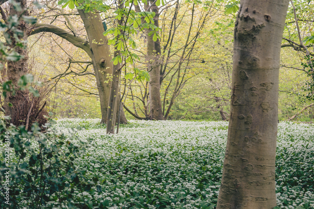 Fototapeta premium Morpeth’s Woodland Carpet: Bluebells and Wild Garlic in Spring Light, Blue Bell Woods, Morpeth, Northumberland. 