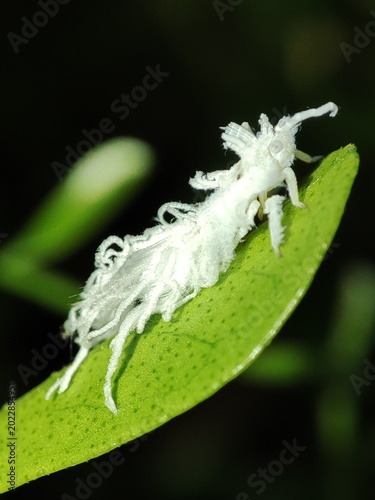 Fotografia A delicate planthopper nymph cloaked in waxy white filaments, resembling a tiny
