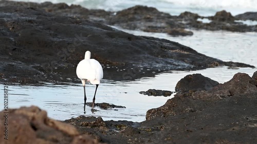 Coastal wading birds searching for food in rocky tide pools in Tenerife
