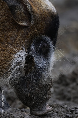 red river hog closeup portrait