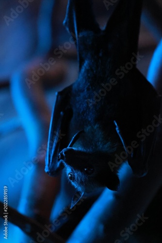closeup of a flying fox bat in the dark
