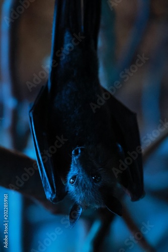 closeup of a flying fox bat in the dark
