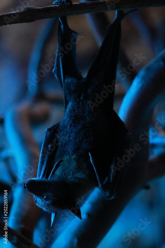 closeup of a flying fox bat in the dark
