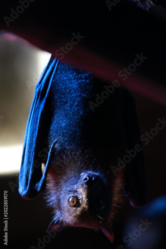 closeup of a flying fox bat in the dark
