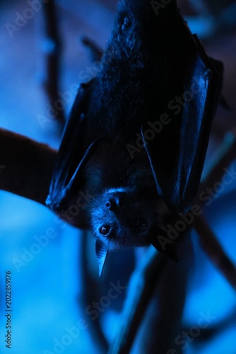 closeup of a flying fox bat in the dark
