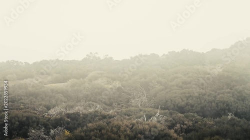 Cloud inversion passing over arid landscape with succulents in Teide National Park