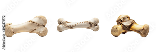 Canvastavla Two crossed clean dog bones treat isolated transparent PNG.