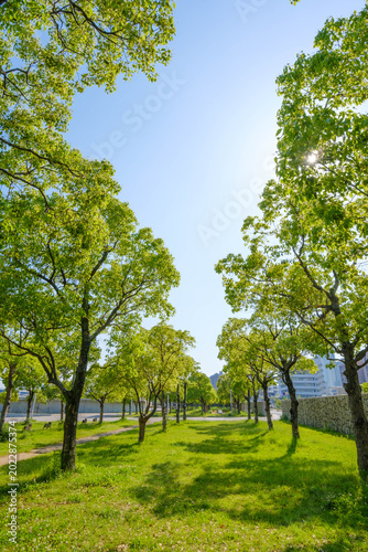 初夏のHAT神戸の緑が広がる公園
