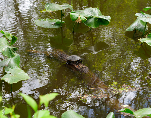 Snapping turtle sitting on a tree log on a river with lotus plants next to it