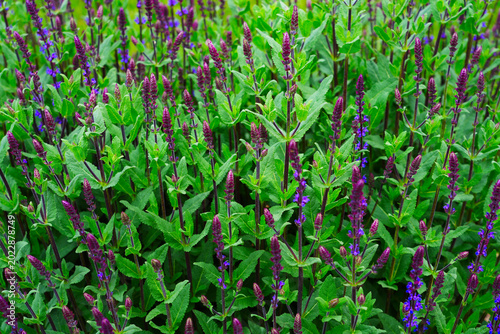 Sage plants with purple flowers