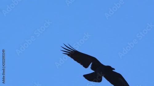 Condor bird of prey soaring through the vast clear blue sky with outstretched wings during the day in 120fps 4K Slow Motion