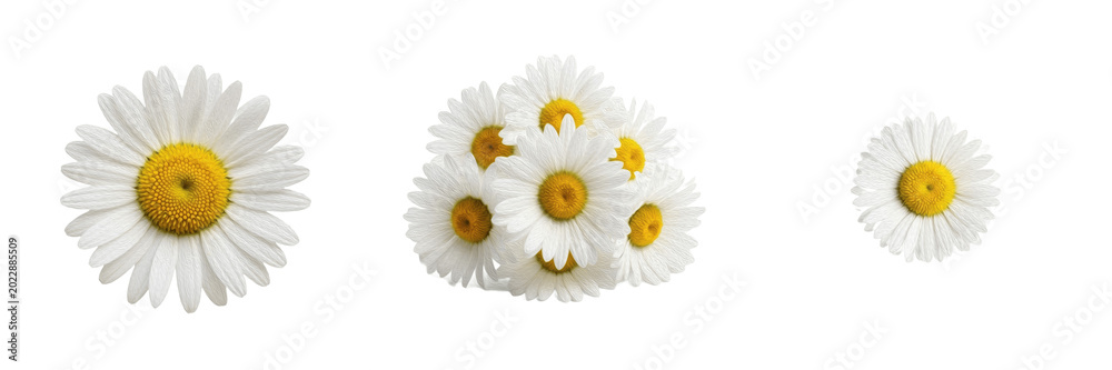 Obraz premium White Daisy Bouquet Transparent PNG Cutout Isolated Flower Motif Asset For Summer Wedding Designs