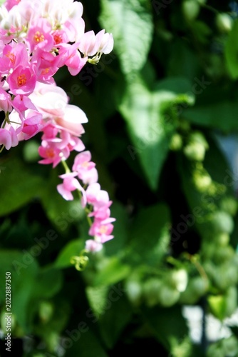 Fotografía The bridal tears climbing ornamental plant or antigonon leptopus with pink flowe
