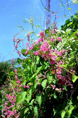 Fotografía The bridal tears climbing ornamental plant or antigonon leptopus with pink flowe