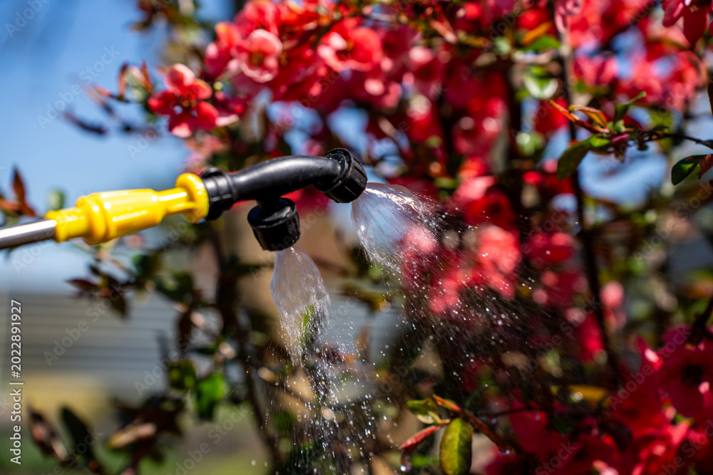 Fototapeta premium Double nozzle sprayer head applying fine chemical mist to blooming red flowers of a garden shrub, agricultural process of pest control and plant fertilization during spring.