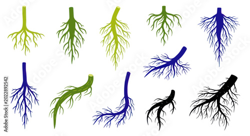Photos Collection of Plant Roots: Green, Blue and Black Silhouettes