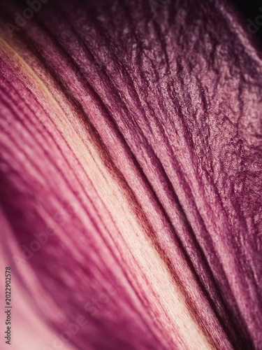 Close up of a flower petal