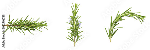 Photos Set fresh green rosemary herb sprigs isolated on white background aromatic culin