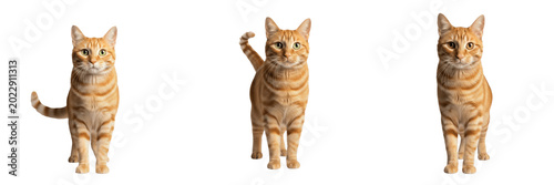 Fotografía Cute Young Tabby Cat Standing and Looking Curious, Adorable Domestic Kitten Pet