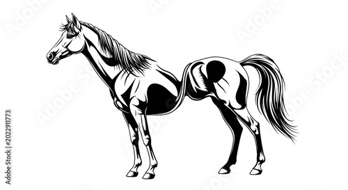 Fotografie Surreal Horse Illusion, Two Halves Merged, Black and White Art