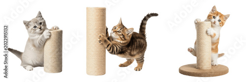 Photos Domestic Tabby Cat Using Scratching Post PNG Isolated on Transparent Background