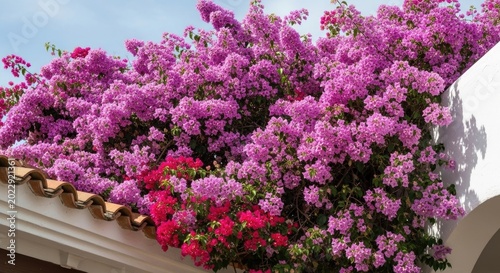 Vibrant purple flowers on a house roof
