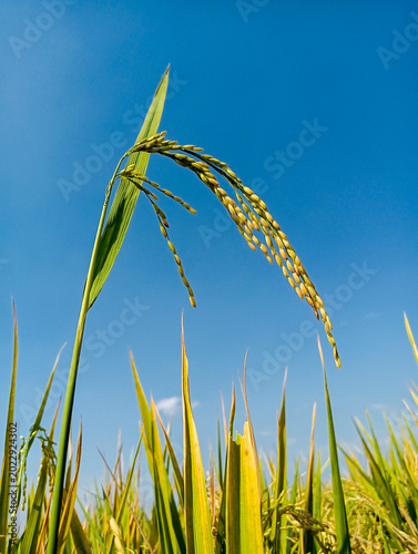 The rice grains look golden yellow, indicating they are ready to be harvested.