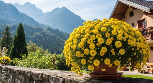 yellow flowers pot on stone wall with mountain view