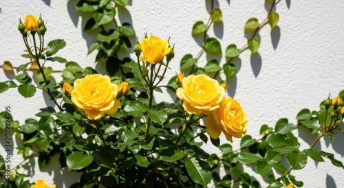 yellow roses on white wall