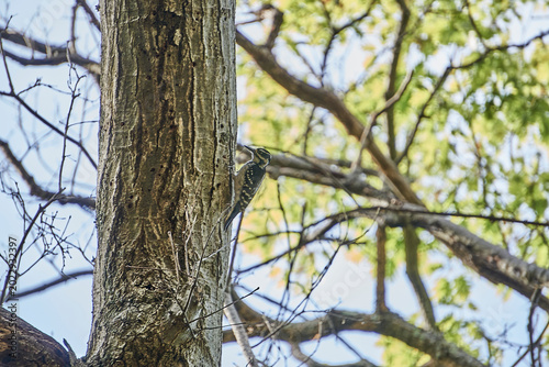 Fotografie A woodpecker on a tree searching for food