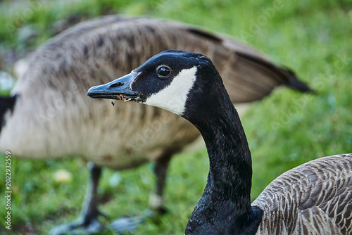 Fotografía canada goose portrait