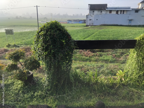 Morning Serenity in the Countryside