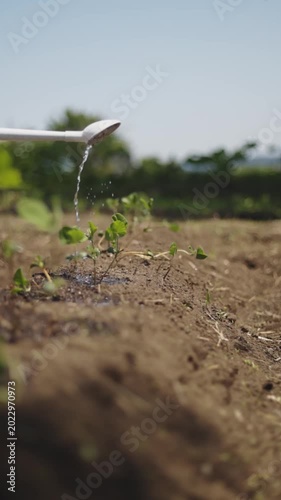 晴れた日の畑で苗にじょうろで水をあげるスーパースロー映像 家庭菜園と植物の成長イメージ 縦型動画（AI生成）