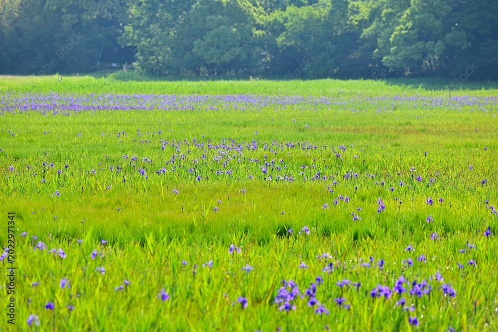Fototapeta premium 小堤西池のカキツバタ群生地