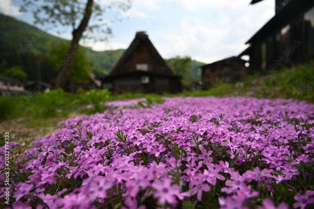 Fototapeta premium 白川郷の合掌造り家屋と花咲く小径の美しい風景 / Gassho‑zukuri house with blooming flower path in Shirakawa‑go