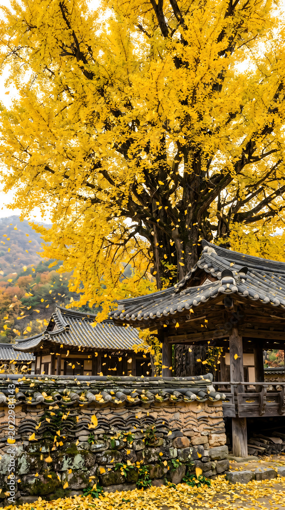 Fototapeta premium 수백 년 된 거대한 은행나무에서 쏟아지는 노란 잎들이 고풍스러운 한국 전통 기와 담장과 어우러진 밀양의 가을 정취