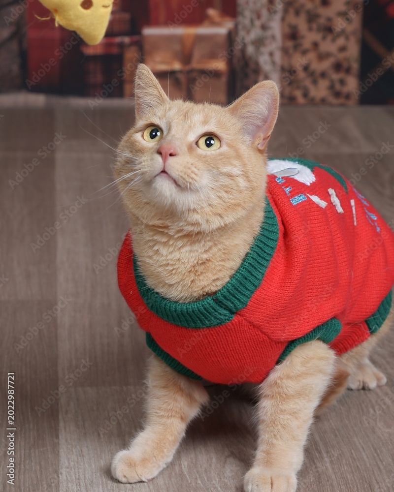 Naklejka premium Cat in Sweater for Christmas