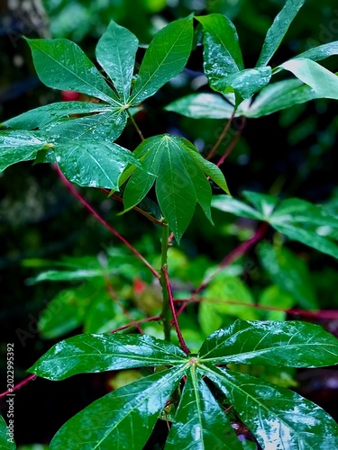 Εκτύπωση καμβά "Fresh green cassava plant leaves with distinctive red petioles and raindrops in