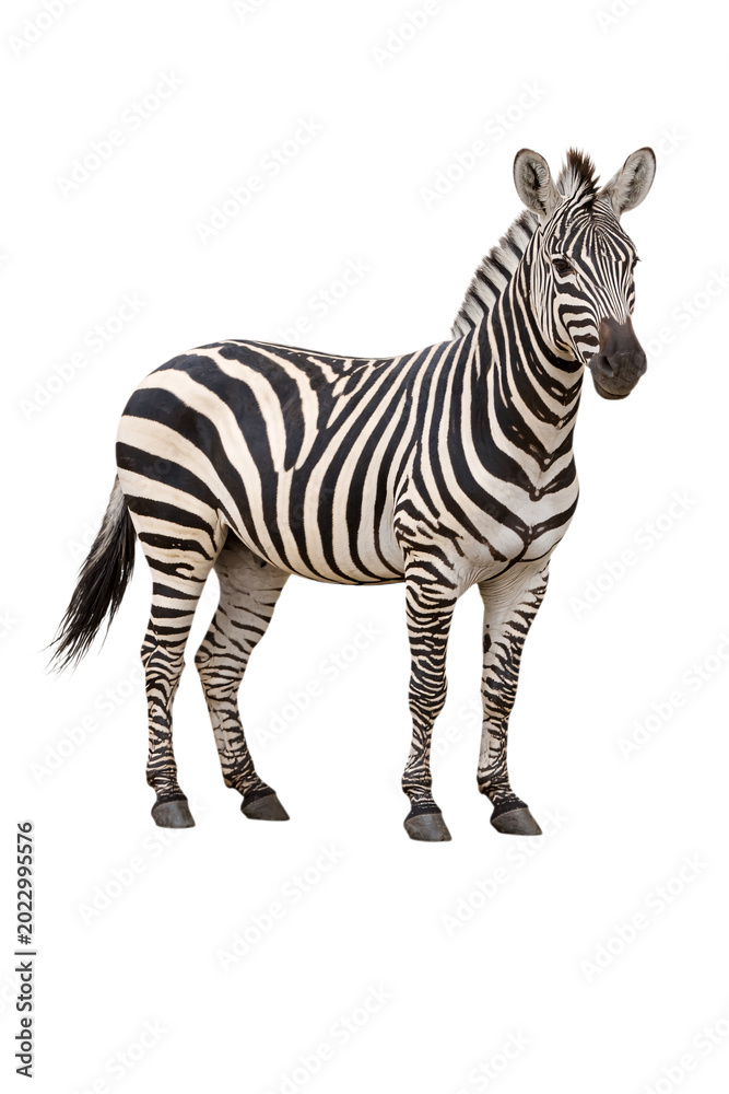 Obraz premium Zebra standing against black png transparent isolated